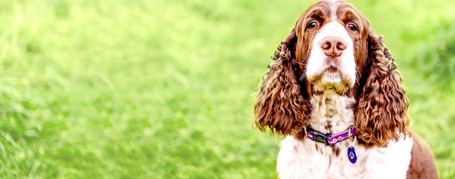 Skiing Inspired Dog Names Popular Male and Female Names Wag!